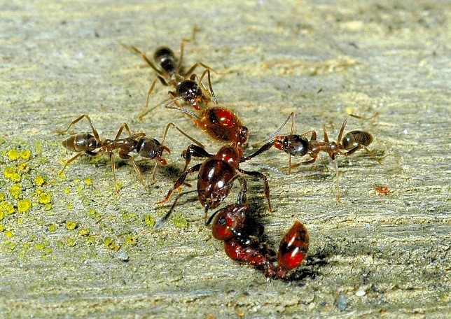 ants ants