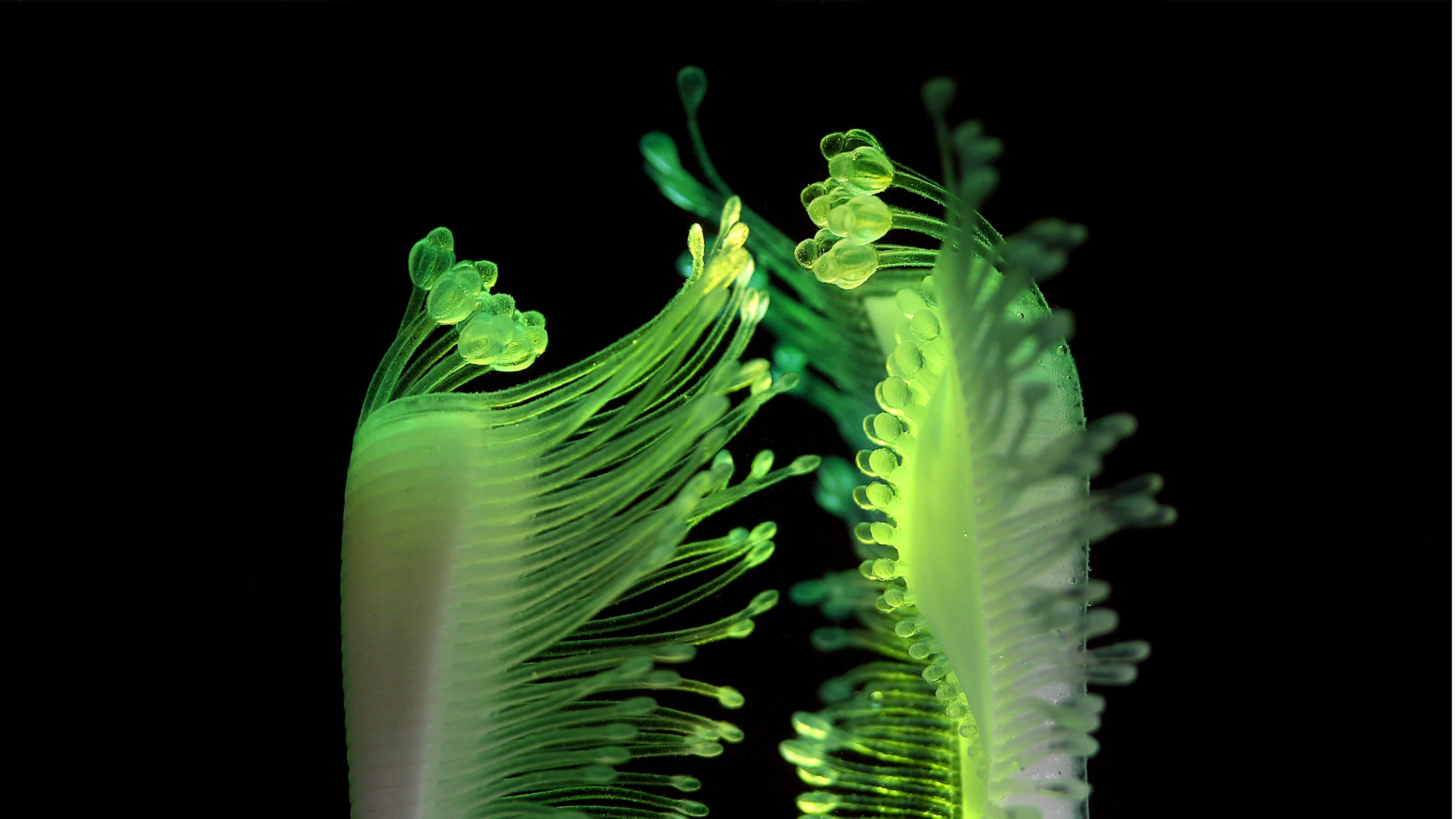 Neon green hydrophyte