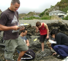 Students using quadrats in a rocky shore study